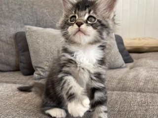 jolies-chatons-naine-coon