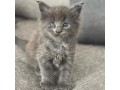 tres-beaux-chatons-europeen-small-0