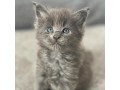 tres-beaux-chatons-europeen-small-1