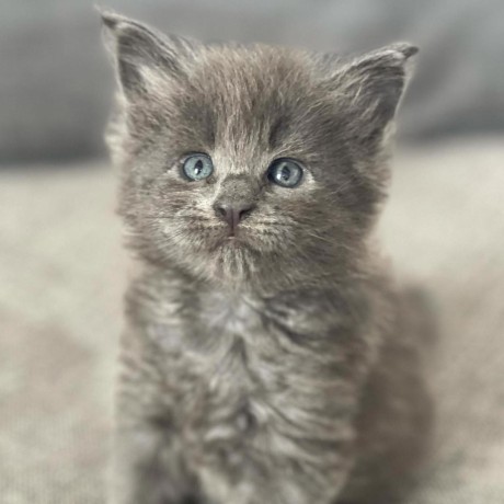 tres-beaux-chatons-europeen-big-1