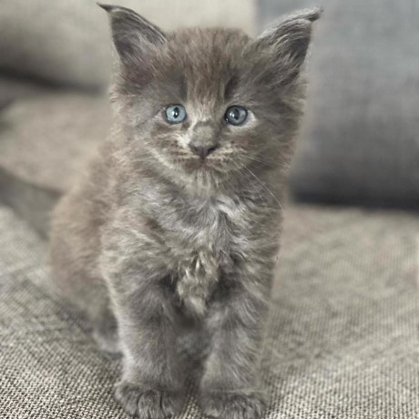 tres-beaux-chatons-europeen-big-0