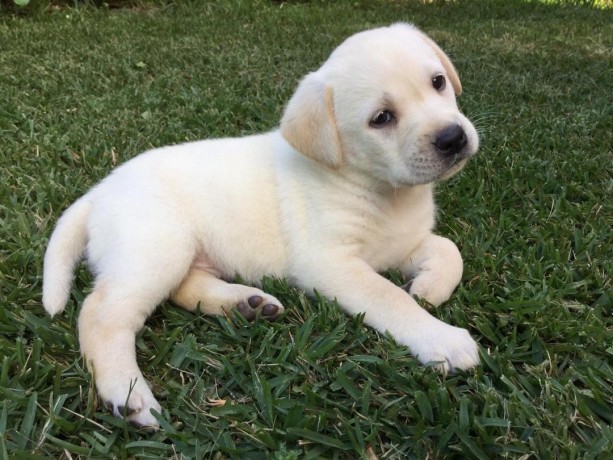 magnifiques-chiots-labrador-big-1