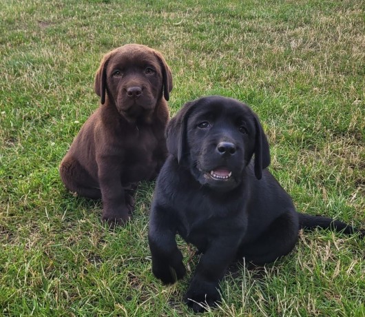 magnifiques-chiots-labrador-big-0