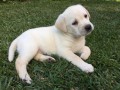 magnifiques-chiots-labrador-small-1