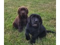 magnifiques-chiots-labrador-small-0