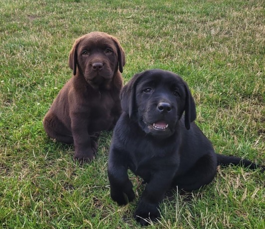 magnifiques-chiots-labrador-big-0