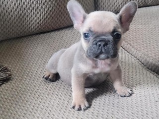 disponibles-de-suite-chiots-bouledogue-francais