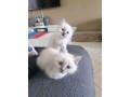 chatons-sacre-de-birmanie-tres-mimi-small-1