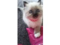 chatons-sacre-de-birmanie-tres-mimi-small-0