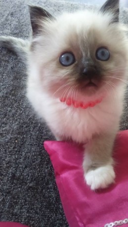 chatons-sacre-de-birmanie-tres-mimi-big-0