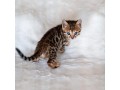 de-jolies-chatons-bengal-small-1