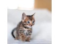 de-jolies-chatons-bengal-small-0