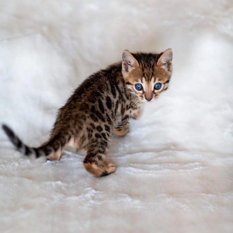 de-jolies-chatons-bengal-big-1