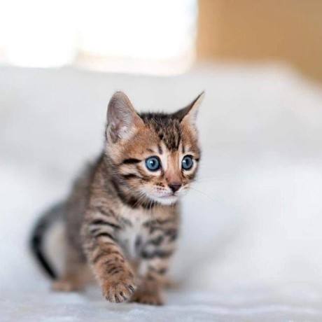 de-jolies-chatons-bengal-big-0