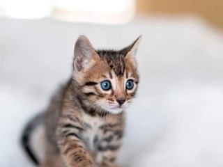 de-jolies-chatons-bengal