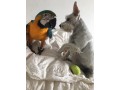 perroquet-ara-ararauna-small-0