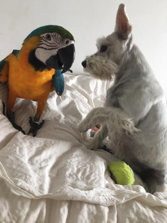 perroquet-ara-ararauna-big-0