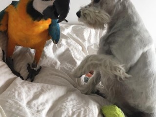 perroquet-ara-ararauna