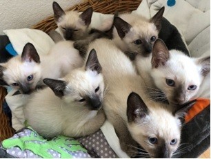 chatons-siamois-nes-062023