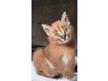 chatons-savannah-serval-et-caracal-small-2