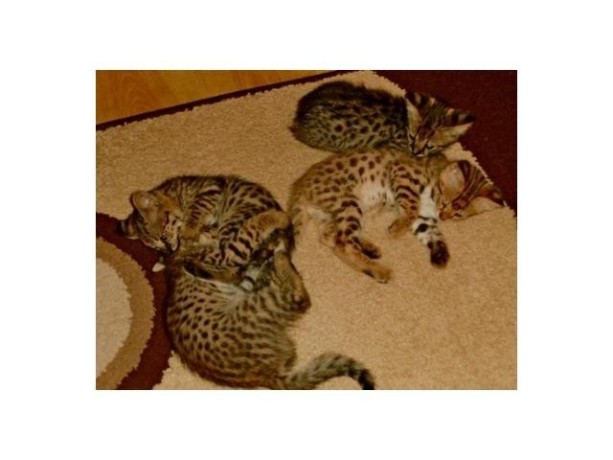 chatons-savannah-serval-et-caracal-big-1