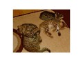 chatons-savannah-serval-et-caracal-small-1