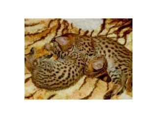 chatons-savannah-serval-et-caracal