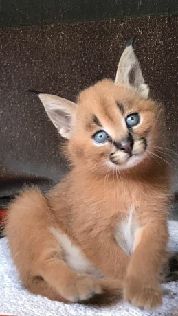 chatons-savannah-serval-et-caracal-big-2
