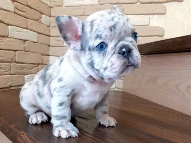 chiots-bouledogue-francais-a-vendre-bix-big-0